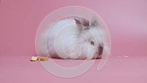 White grey rabbit sniffing around sitting next to carrot slices on pink background. Lovely bunny easter. Studio shooting