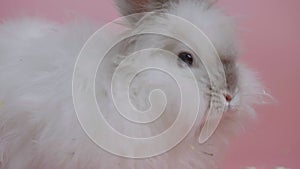 White grey rabbit sniffing, looking around, on pink background. Lovely bunny easter. Cute fluffy rabbit. Studio shooting