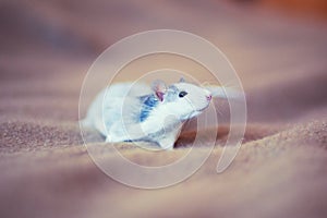 White and grey rat, close up. Small rat