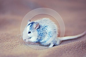 White and grey rat washing, close up. Small rat