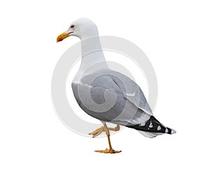 White and grey seagull