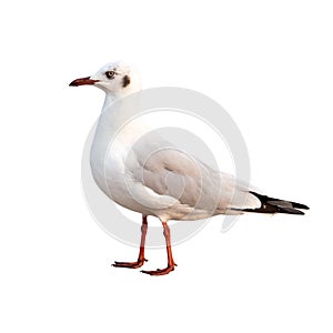 White and grey seagull isolated on white background. With clipping path