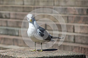 White and grey seagull on the stone steps
