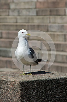 White and grey seagull on the stone steps