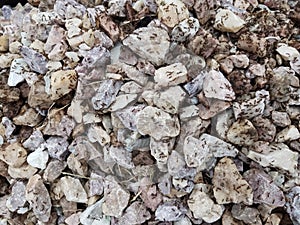 White and grey stones covered by hundreds of ants