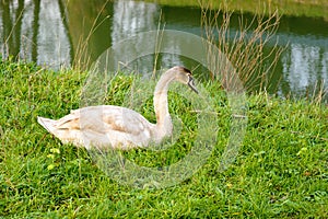 White and grey swan