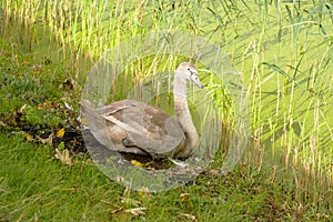 White and grey swan is relaxing