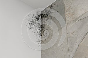 White and grey walls affected with mold in bathroom