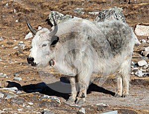 White and grey yak - Nepal himalayas, Mountains animal