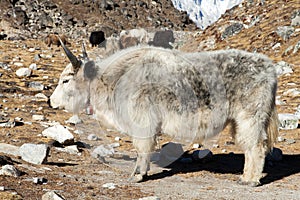 White and grey yak - Nepal himalayas, Mountains animal