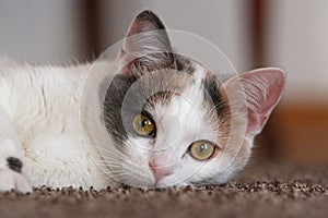 White - grey young cat photo