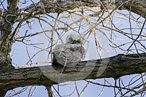 White and Grey Young Fluff of Great Horned Owl