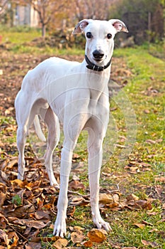 White greyhound