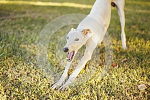 White greyhound dog yawning on the grass