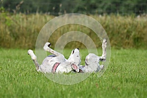 White greyhound rolling around in the grass