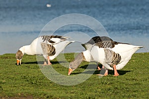 A group of Greylag Geese photo