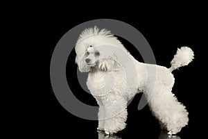 White Groomed Poodle Dog Standing Isolated on Black Background