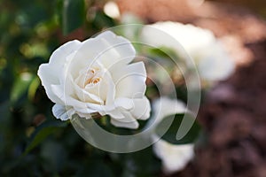 White groundcover rose Snow Ballet blooming in summer garden. Little shrub blossoms covered with double flowers