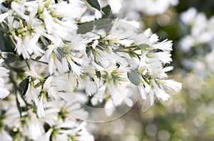 White Groundsel Tree Flowers