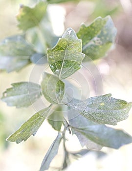 White Groundsel Tree Leaves