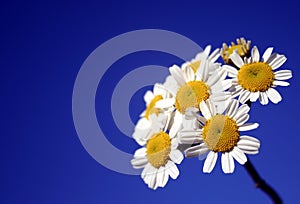 White Group of Daisies