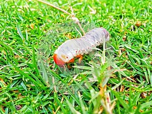 A White Grub