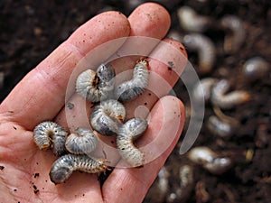white grub worms, larvae of chafer, usally known as may beetle or june bug in male hand