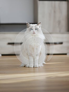 White grumpy cat in a room photo