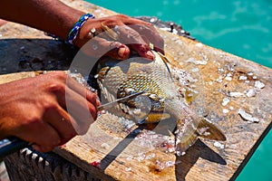 white grunt fish unwind in Caribbean