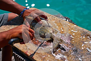 white grunt fish unwind in Caribbean