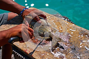 white grunt fish unwind in Caribbean photo