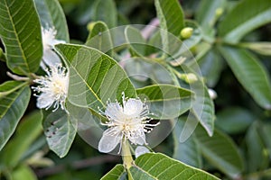 White guava flower in full bloom, blooming guava`s flower, psidium guajava white flowers, Guavas known as Myrtoideae, guava tree