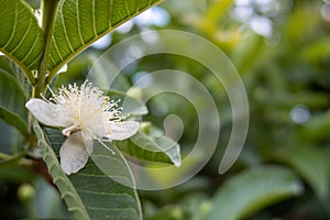 White guava flower in full bloom, blooming guava`s flower, psidium guajava white flowers, Guavas known as Myrtoideae, guava tree photo