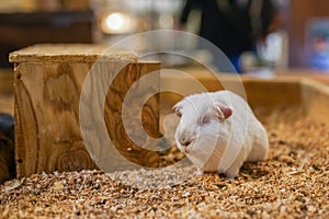 A white guinea pig standing on a wooden cage