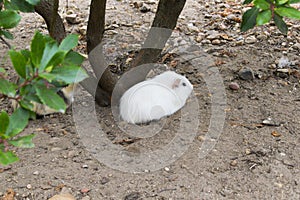 White guinea pigs rest at the foot of a laurel