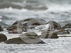 White gull on the background of the Baltic sea. Raging sea