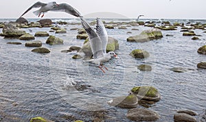 White gull on the background of the Baltic sea. Raging sea