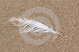 White gull feather on the beach.