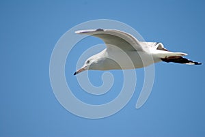 White gull flying on a blue sky background