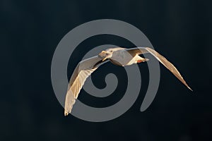 White gull flying and holding food in his beak