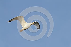 White gull flying sky background