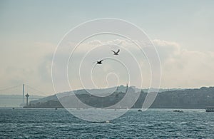 White gull in focus on the background of the city and the Bosphorus Bridge, Strait of Bosporus. Istanbul, Turkey