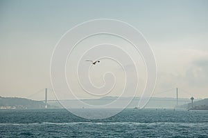 White gull in focus on the background of the city and the Bosphorus Bridge, Strait of Bosporus. Istanbul, Turkey