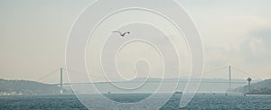 White gull in focus on the background of the city and the Bosphorus Bridge, Strait of Bosporus. Istanbul, Turkey