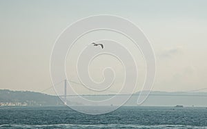 White gull in focus on the background of the city and the Bosphorus Bridge, Strait of Bosporus. Istanbul, Turkey