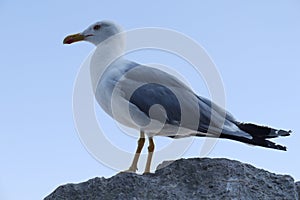White gull with gray wings on top of a rock on the background of blue sky