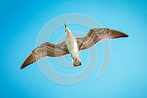 White gull hovering in the sky. Bird`s flight. Seagull on blue sky background