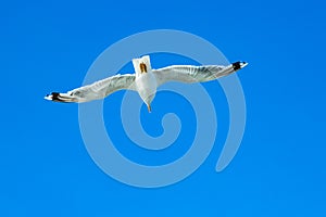 White gull hovering in the sky. Bird`s flight. Seagull on blue sky background
