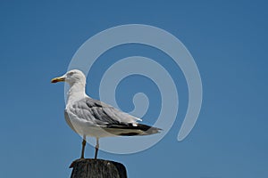 White Gull looks at the blue sky as she waits.Image taken in Venice Italy