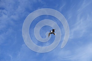 White gull soars in serene blue sky with white clouds